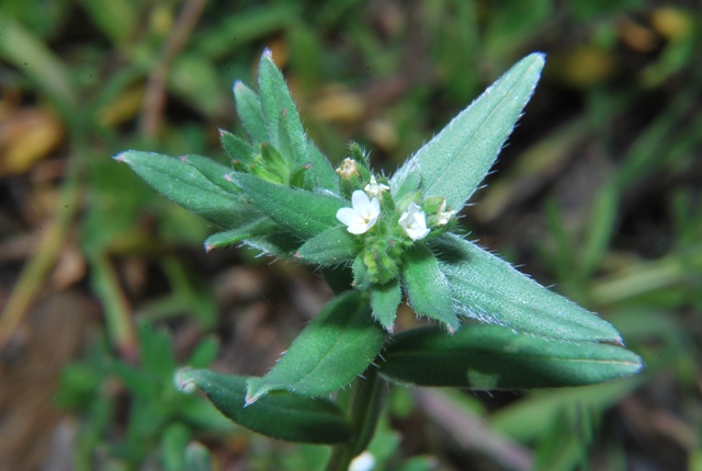 Buglossoides arvensis